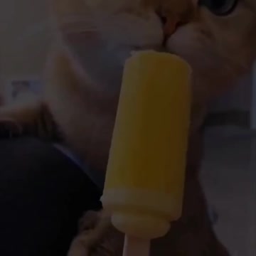 CAT LOVERS COME HERE