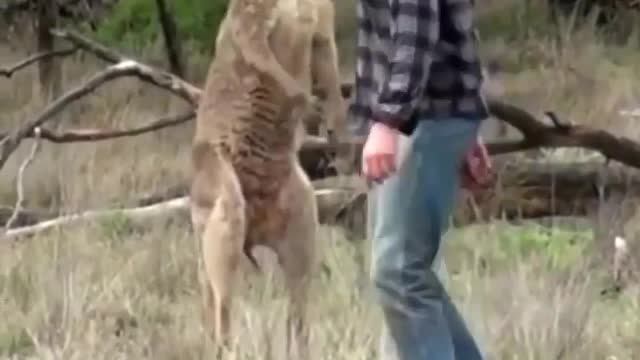 The Roo Has The Dog!