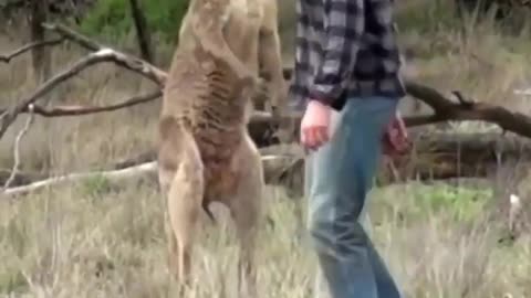 The Roo Has The Dog!