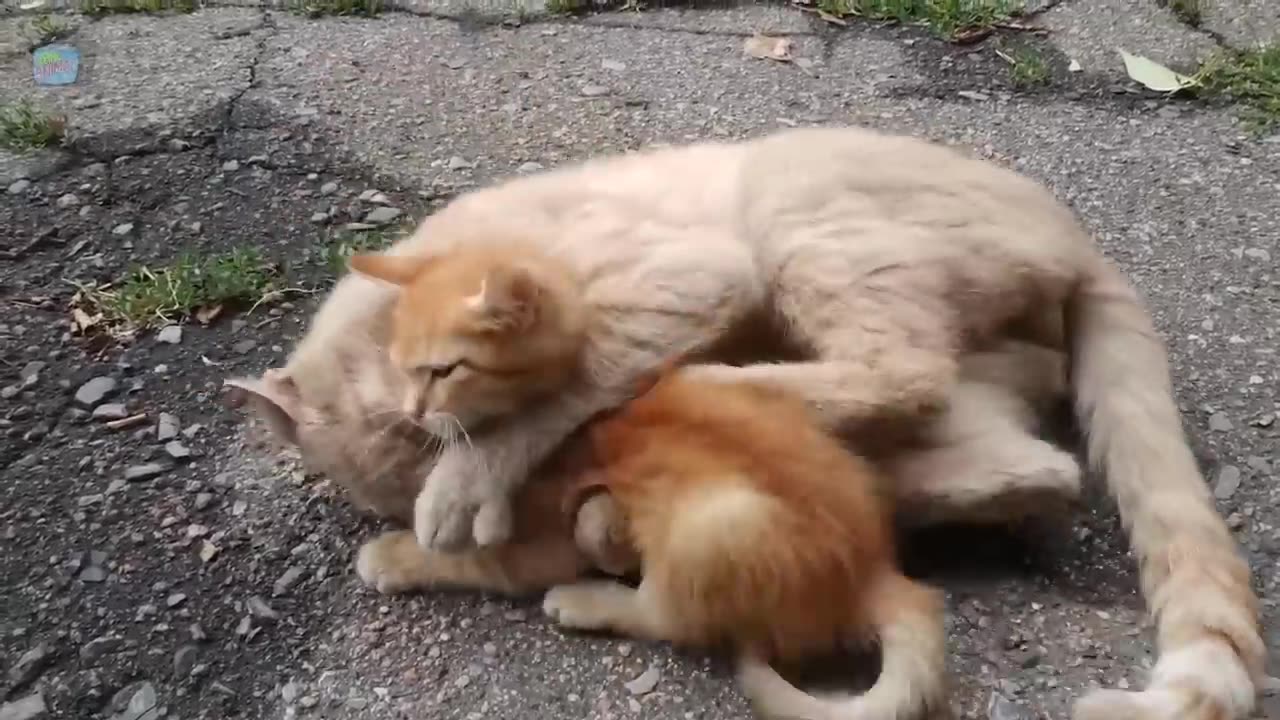 Funny Cat Video