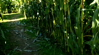 Corn maze with the kidkets