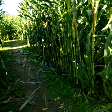 Corn maze with the kidkets