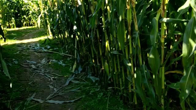 Corn maze with the kidkets