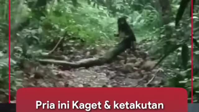 HALF HUMAN HALF SNAKE