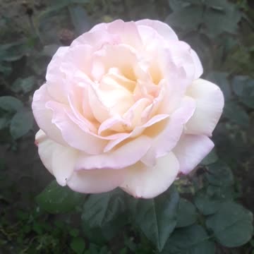 May Rose