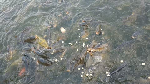 Tauda pokhari fish 🐟