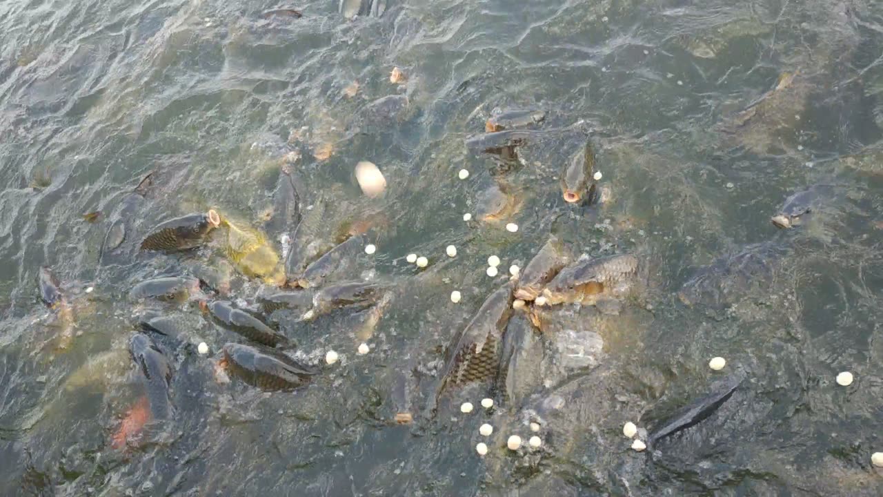 Tauda pokhari fish 🐟