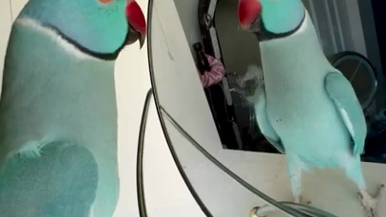 You be a good baby parrot