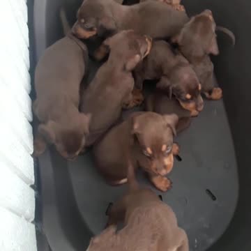 Puppies Placed On A Plastic Tub