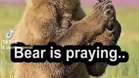 Why Bear is Praying? 😁 | Funny Animals TikTok Videos