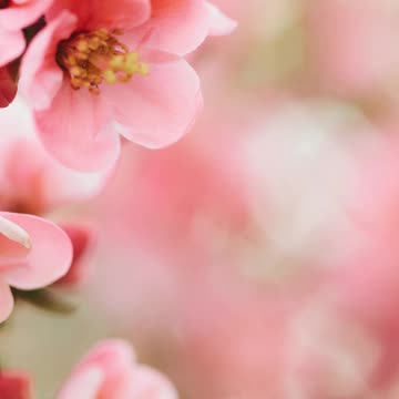 "La Bendición de Isaac a Jacob" Génesis 27-28 29.