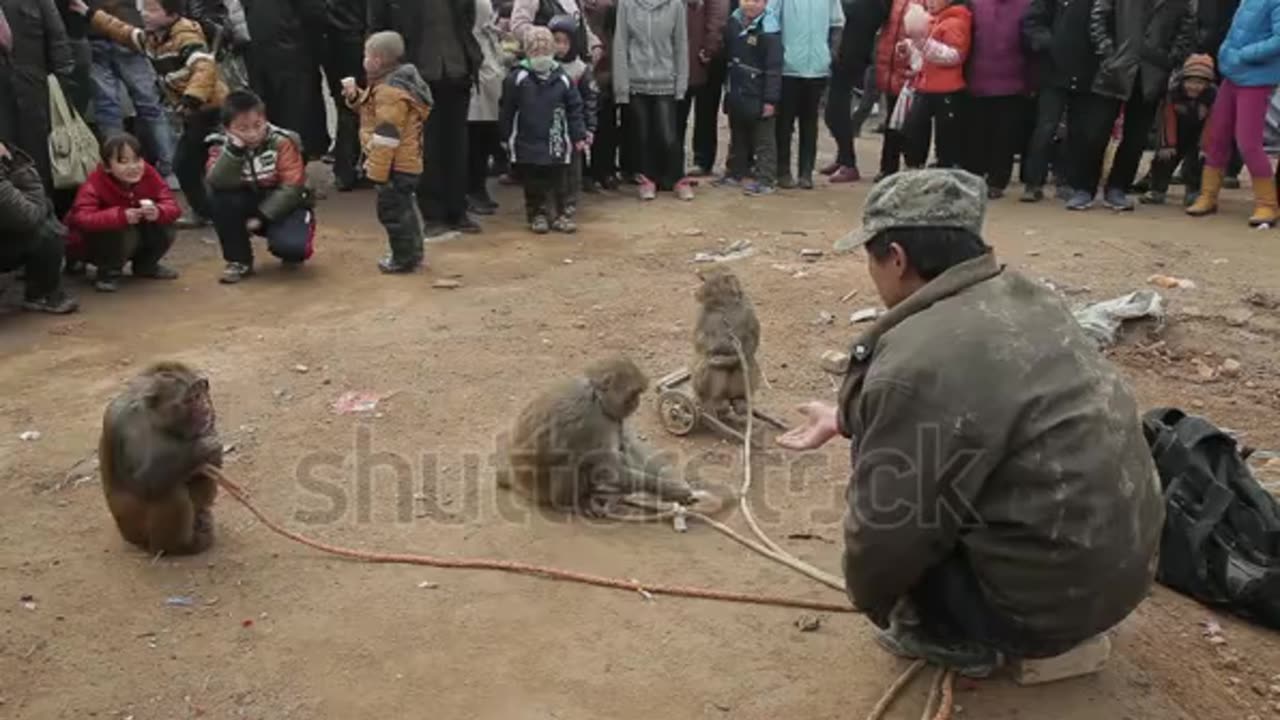 play to monkey