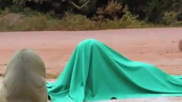 Fake Tiger Prank Monkey so funny SHO #shorts#rpiprank #youtubeshorts #funny #viralshorts #trending