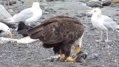 Bold Eagle Walking with angry
