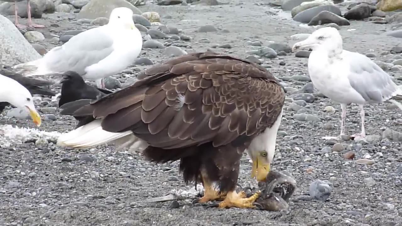 Bold Eagle Walking with angry