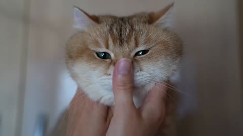 Fluffy cheeks Hosico