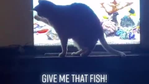 I want the fish