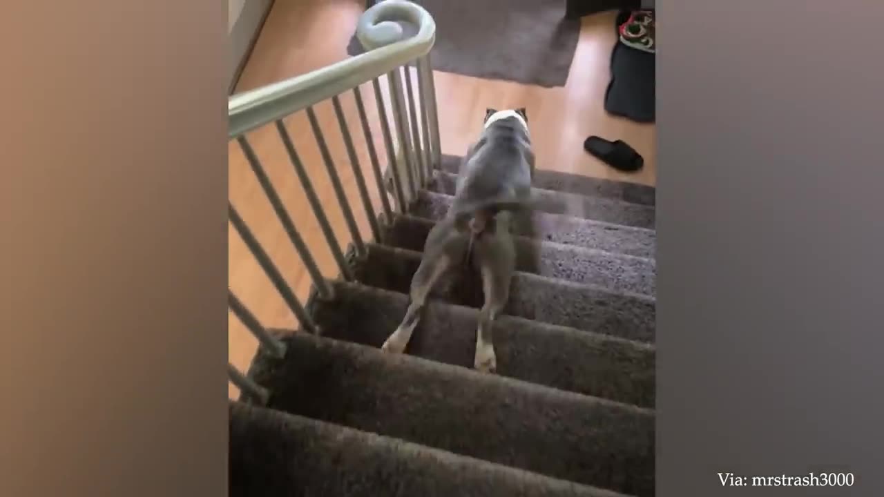 Hilarious Big Dog Has A Meet Cute With Puppy! | FUNNIEST Dogs Video