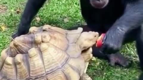 Oh, my God, the orangutan is feeding the turtle an apple.