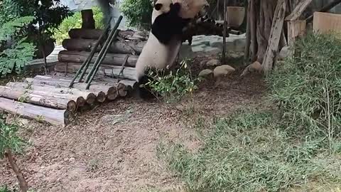 The giant panda