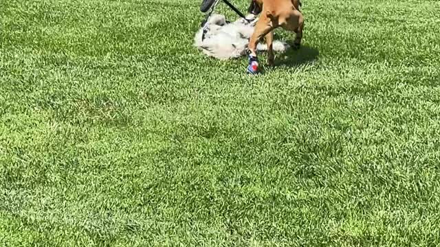 Dog Crashes His Wheelchair