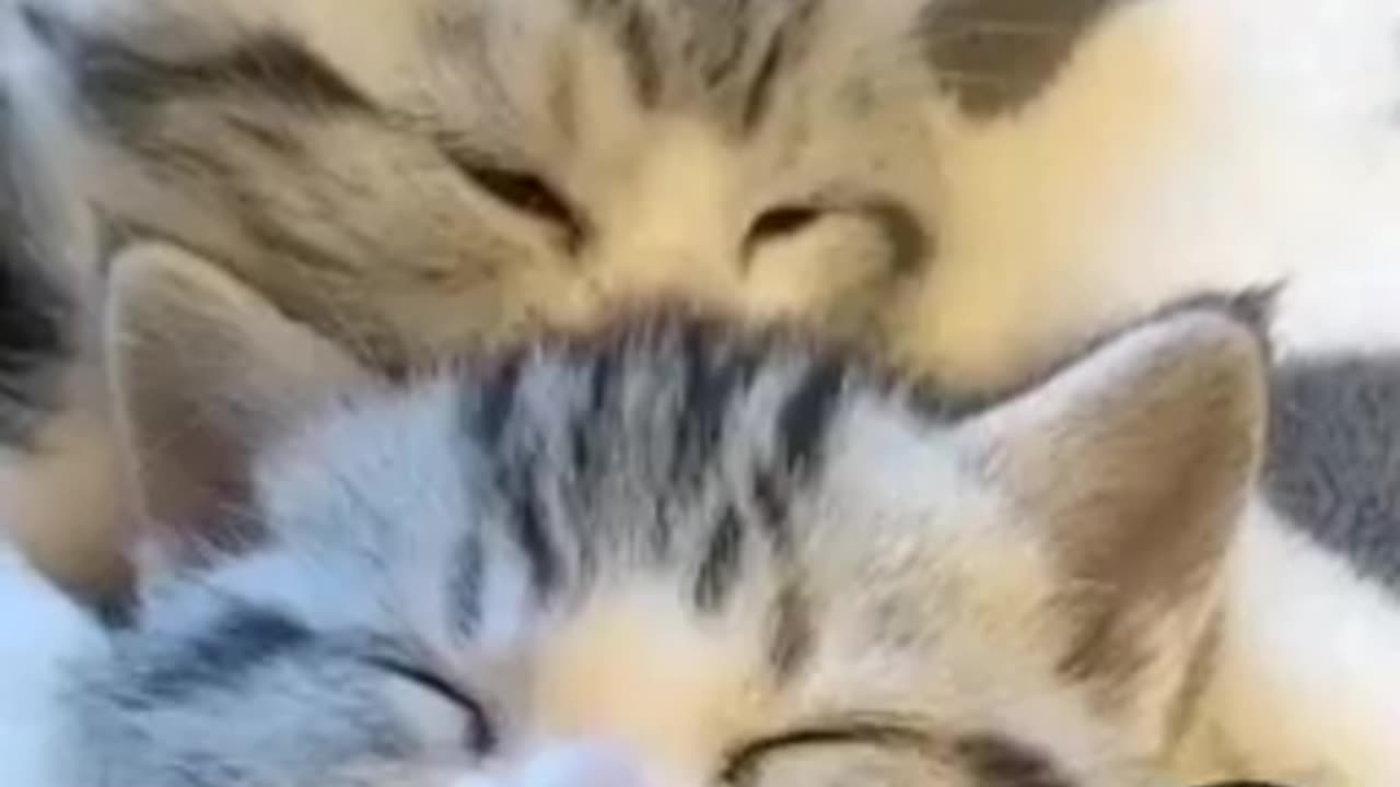 Cute Cat funny video viral videos #cute #cat#funny