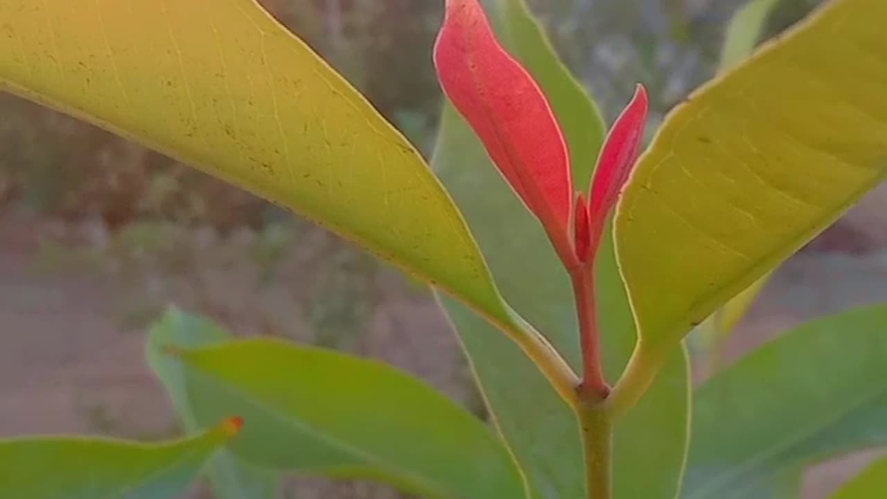 Green Plant touching his head in the air