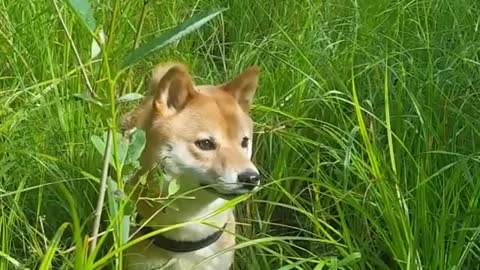 The dog sniffs for toys in the grass