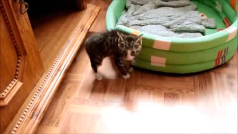 Kitten Nikita Goes Crazy