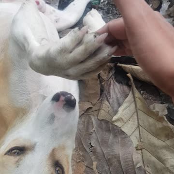 Most friendly stray dog ever.