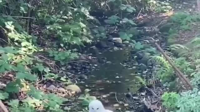 bird that loves bathing