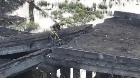 Russians Get Pinned Down Underneath a Bridge