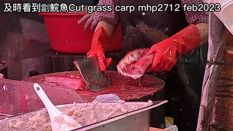 及時看到劏鯇魚 Cut grass carp mhp2712 feb2023