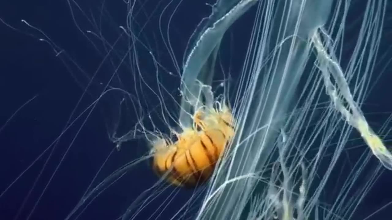 jellyfish