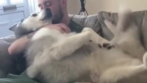 Lovely dog funny new video - 2022