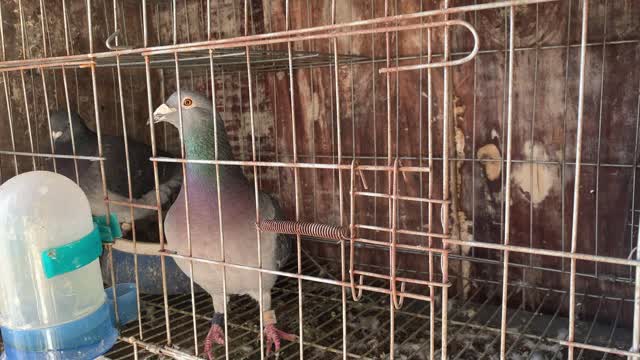I will teach you some essential knowledge about raising pigeons