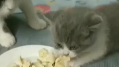 Cat 😺