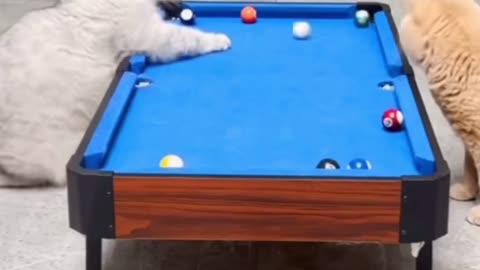 Cats are genius