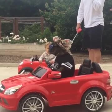 when your dog drives a better car than you - when your dog is better looking than you