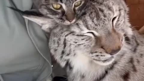 Rescued lynx has her own pet kitty