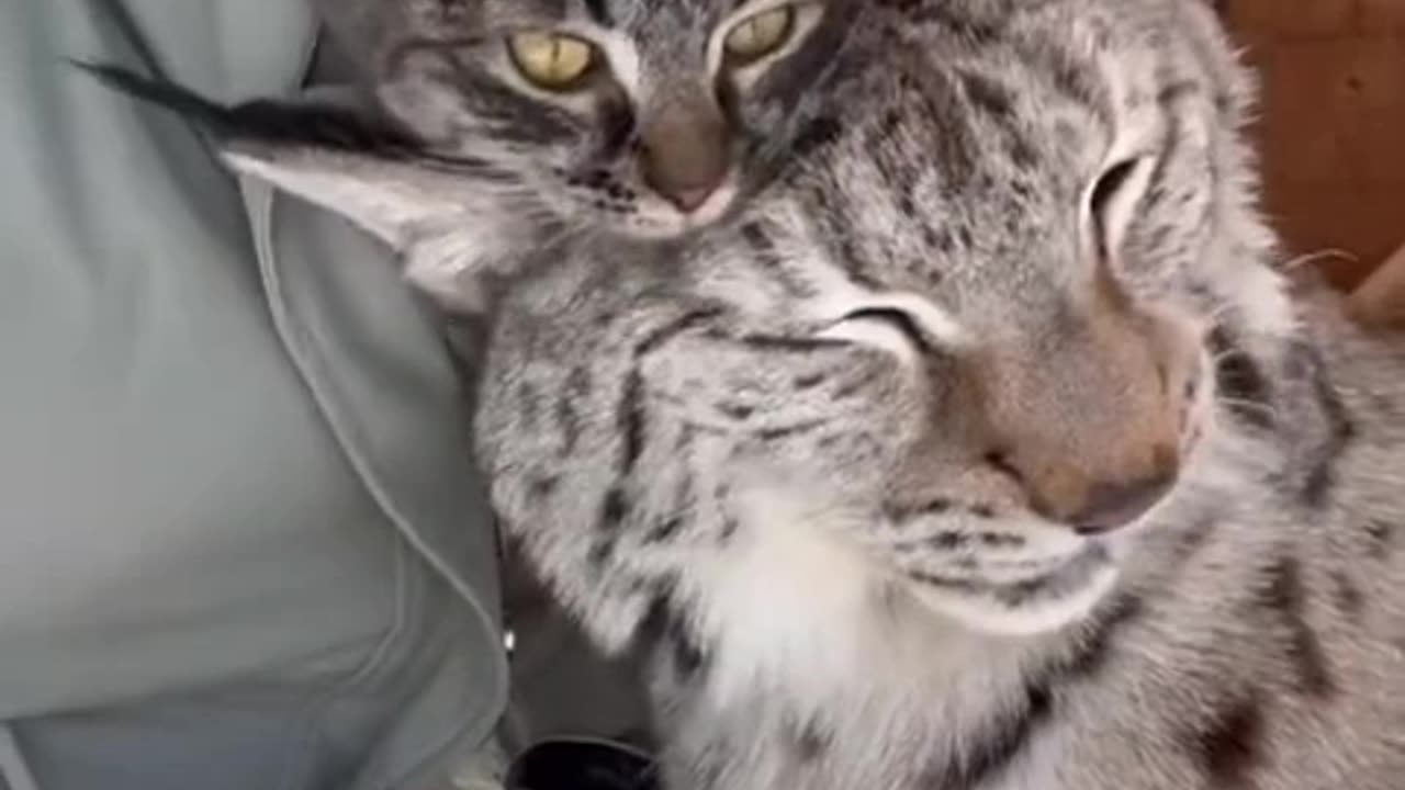 Rescued lynx has her own pet kitty