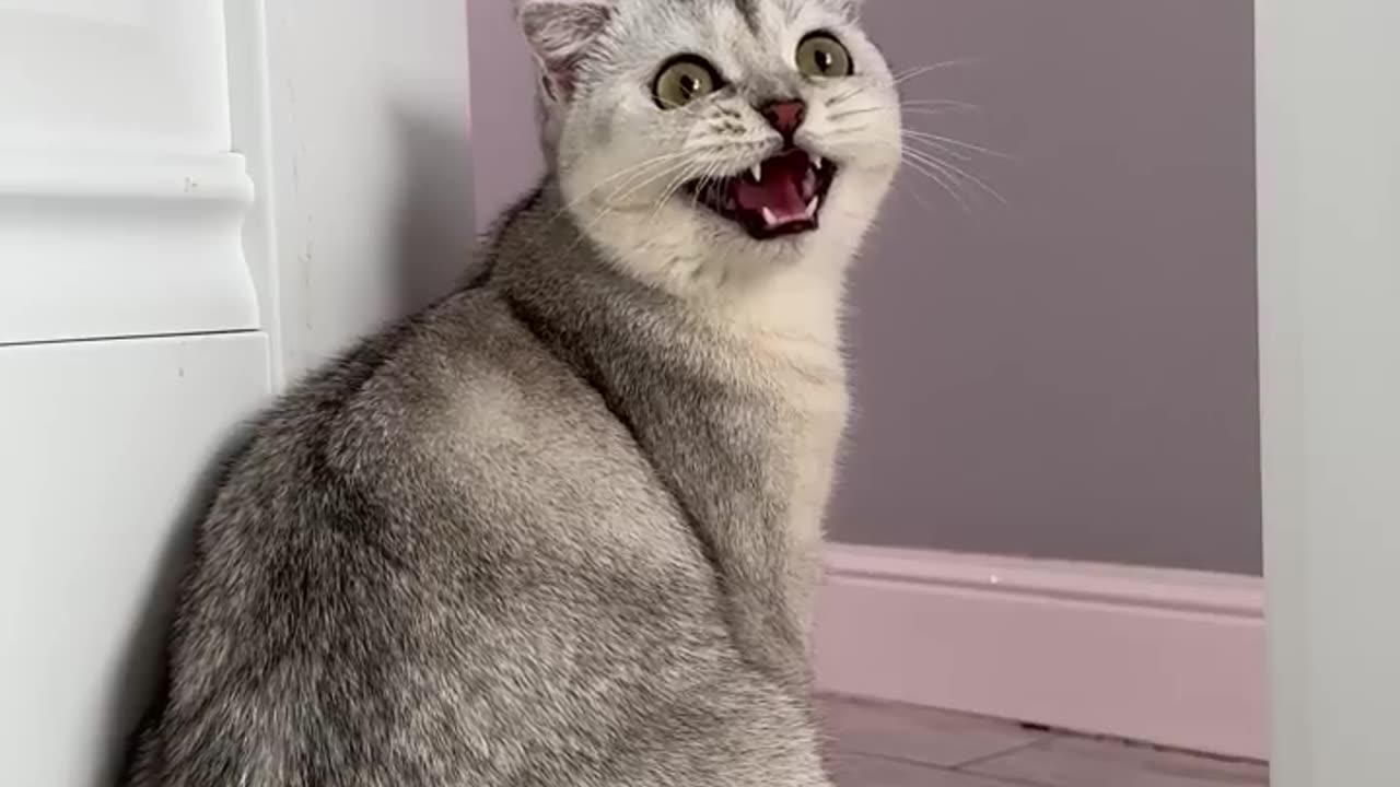 Funny Cat Videos