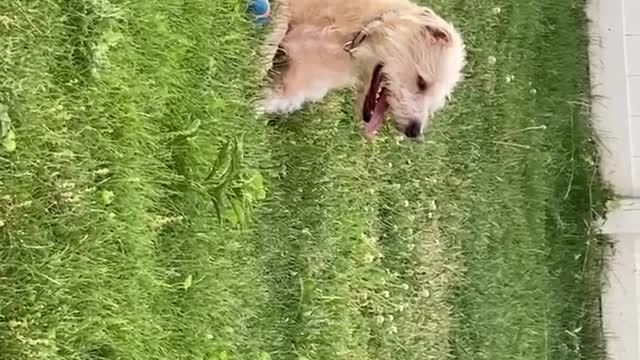 BERKELEY : GRAVITY INVERSION