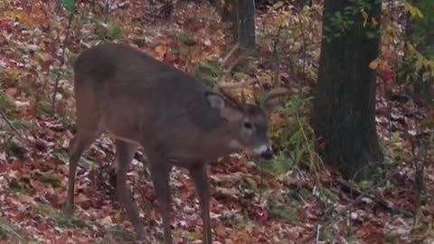 Ultimate Whitetail Deer Hunt