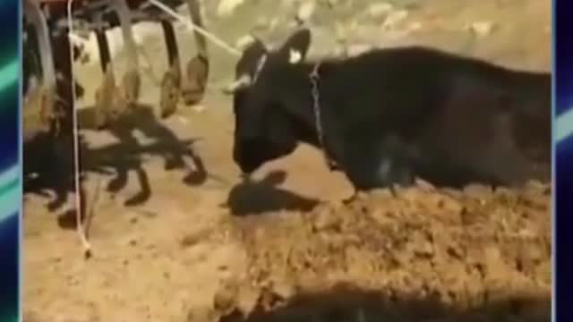 Cow Stuck In A Hole || Saving Animals || MEGA FACTS