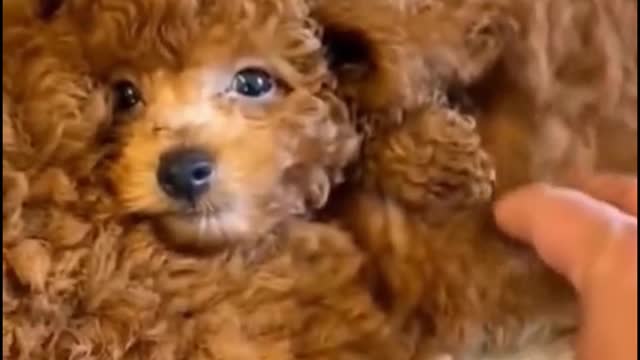 Do you see how many teddy dogs there are