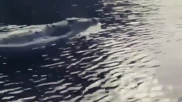 Alligators are faster than you migh think