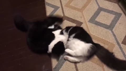 cheeky cat kicking another cat