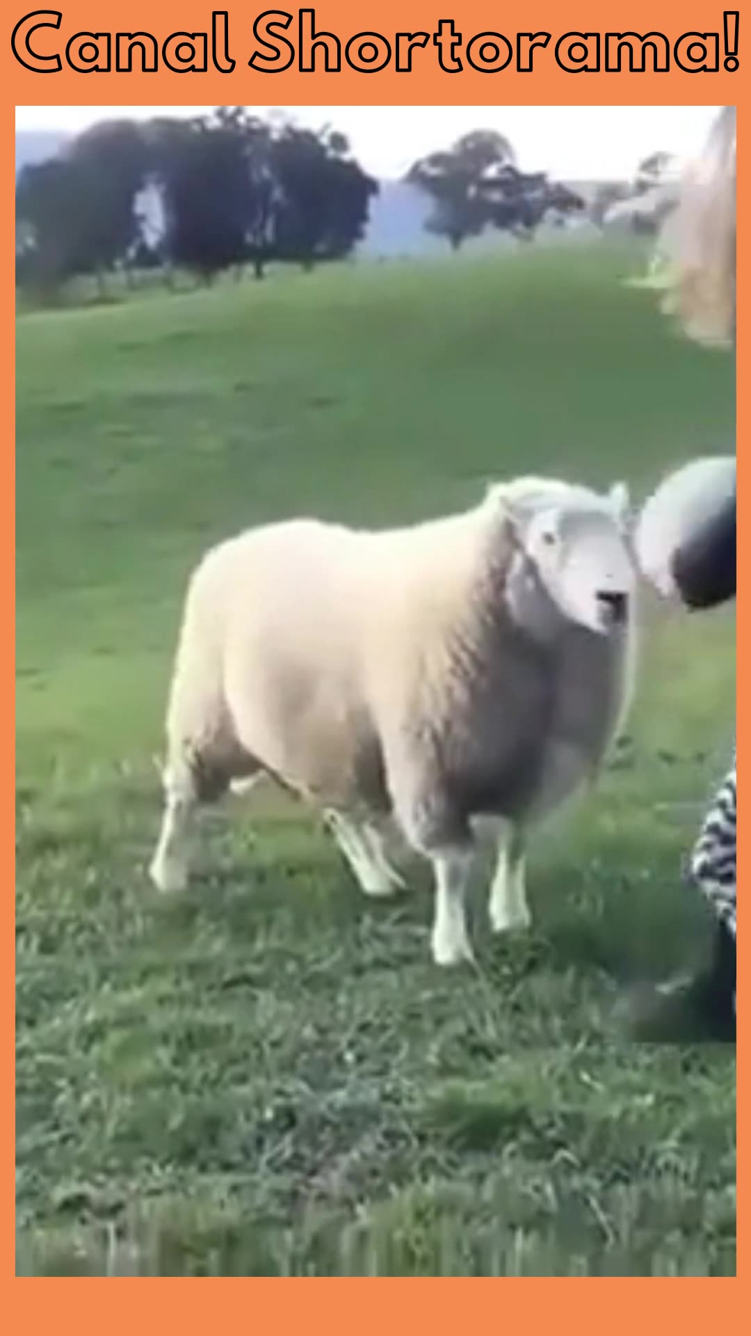 Já jogou bola com seu carneiro hoje? - Have you played ball with your sheep today?