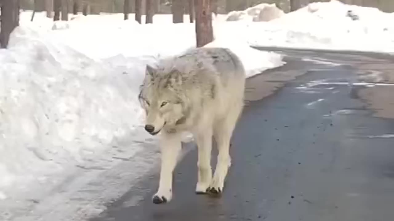 Couple encounter a big wolf in the wild!😨